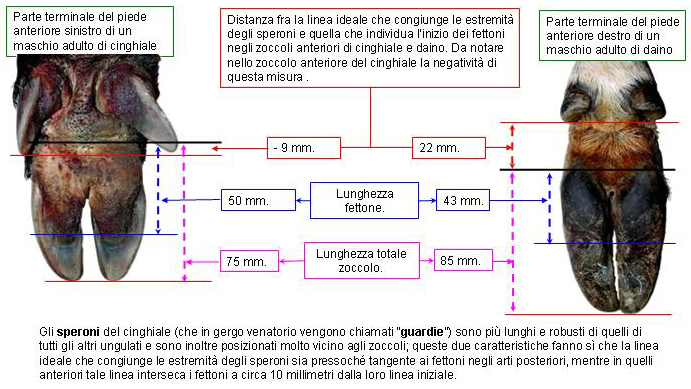 alcune tracce da confermare